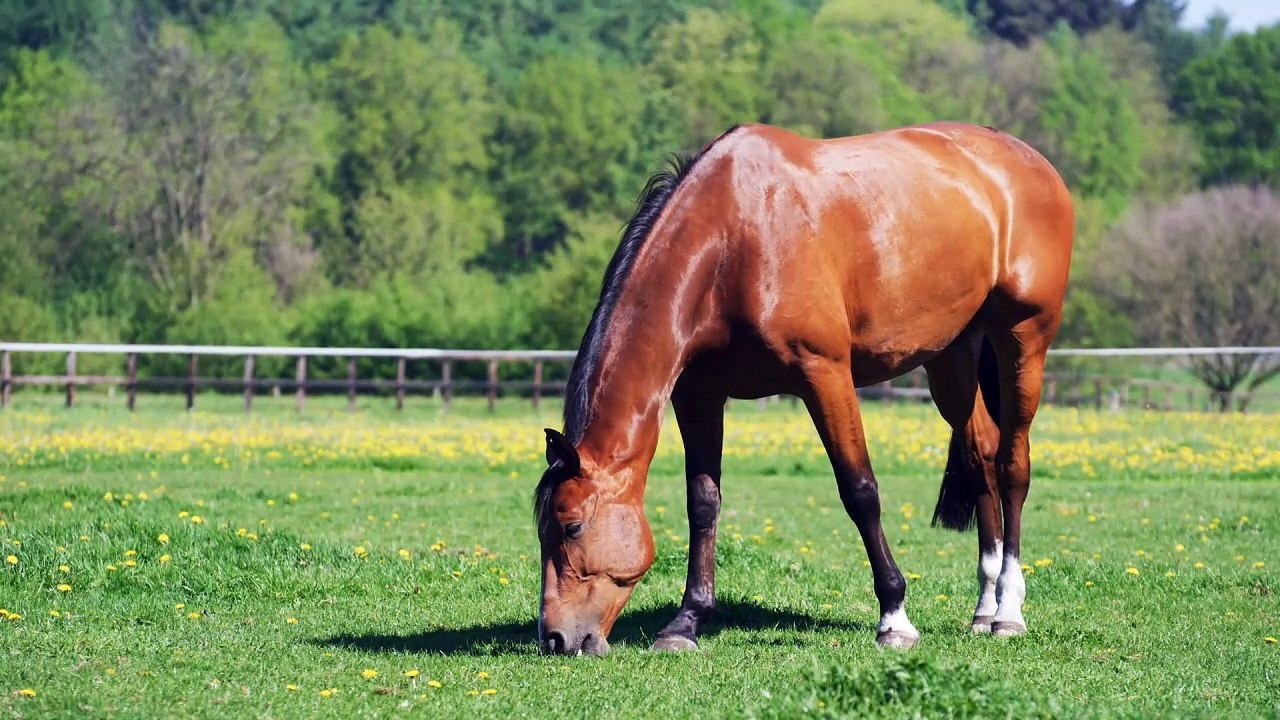 Horse in the field video.