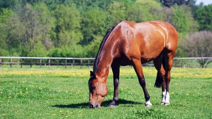 Horse in the field video.