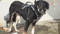 Trouvé errant avec une énorme blessure sur le dos, ce gentil chien mérite d'oublier toutes les souffrances endurées