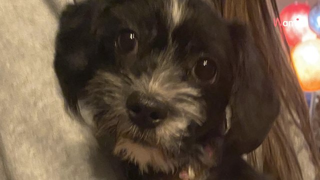 Ils découvrent un animal qui vit sur un minuscule balcon avec une litière pour faire ses besoins, mais ce n'était pas un chat