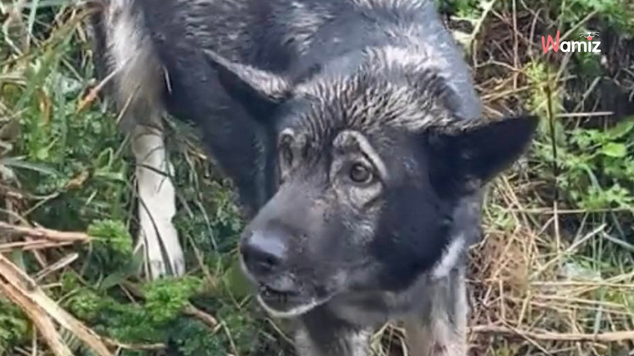 En Bretagne, il sauve un chien coincé sur une falaise : à la suite de ce sauvetage, il prend une grande décision