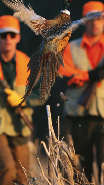 CAM - La chasse est-elle vraiment écolo ?