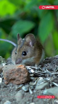 ¿Escuchaste acerca del hantavirus? En este video te contamos qué es, cómo se contagia y los síntomas