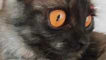 Troppo ordinario, nessuno voleva questo gattino grigio, ma dopo l'adozione, ha cambiato colore (Video)