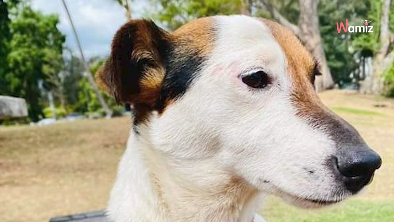 Errant, ce petit chien a été attaqué par plusieurs congénères : il a survécu et attend maintenant une famille