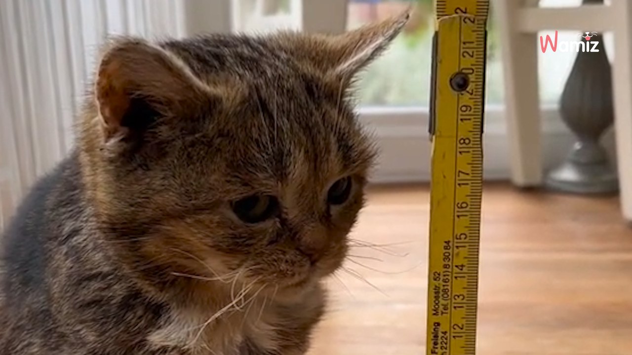 Cet adorable chaton qui séduit tout le monde sur TikTok n’est pas du tout un chaton