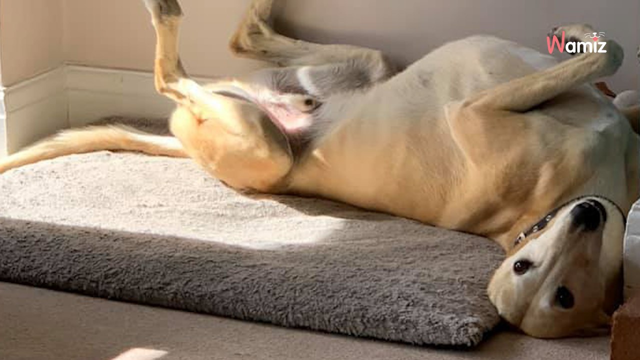 Hund humpelt plötzlich: Als sein Halter die Diagnose erfährt, traut er seinen Ohren nicht