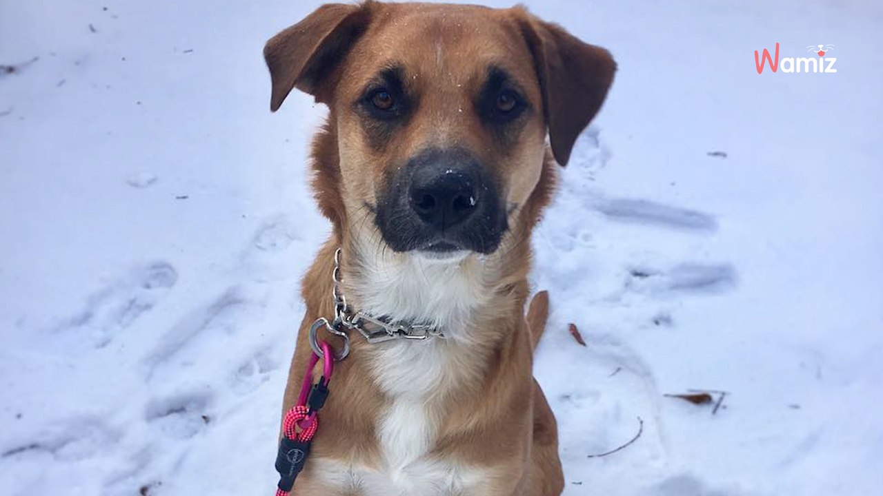 Routinebesuch beim Tierarzt: Als er den Chip scannt, fällt er aus allen Wolken
