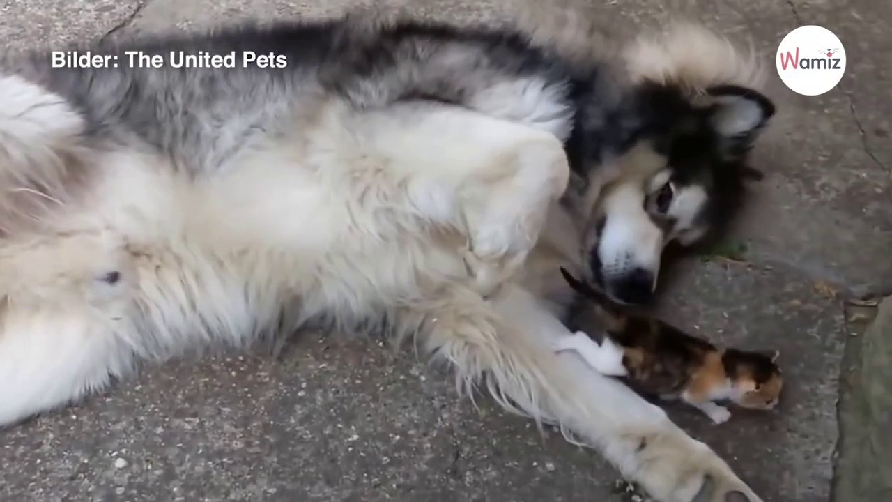 Großer Husky sieht kleines Kätzchen: Es kommt Schlag auf Schlag (Video)