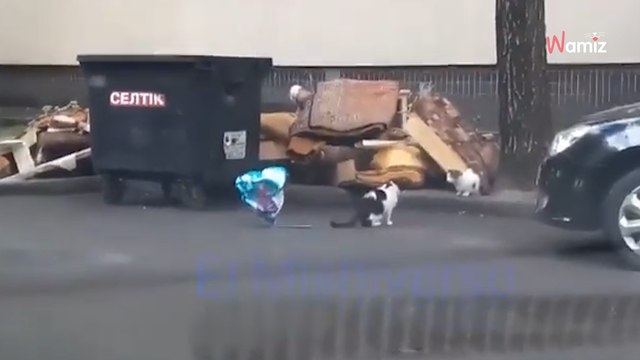 Katze findet einen Herz-Ballon und bringt ihn zur Liebe ihres Lebens