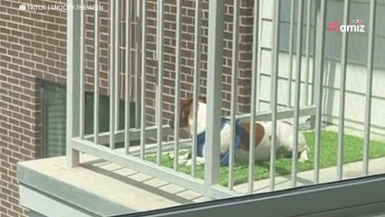 Dueña deja a su perro en una guardería: rompe a llorar al mirar a la cámara
