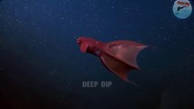 Vampire Squid Facts & Body Parts | Vampire Squid | Vampire Squid Body Parts | #deepdip