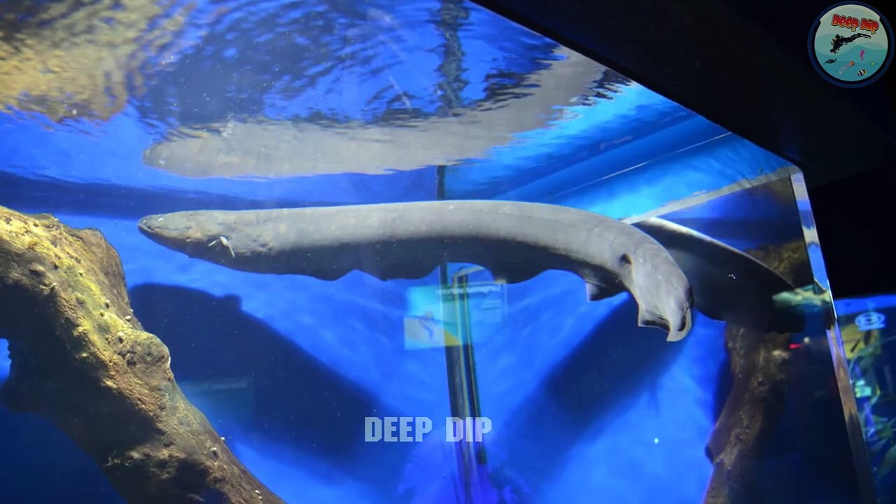 Electric Eel Facts & Body Parts | Electric Eel | Electric Eel Body Parts | #deepdip