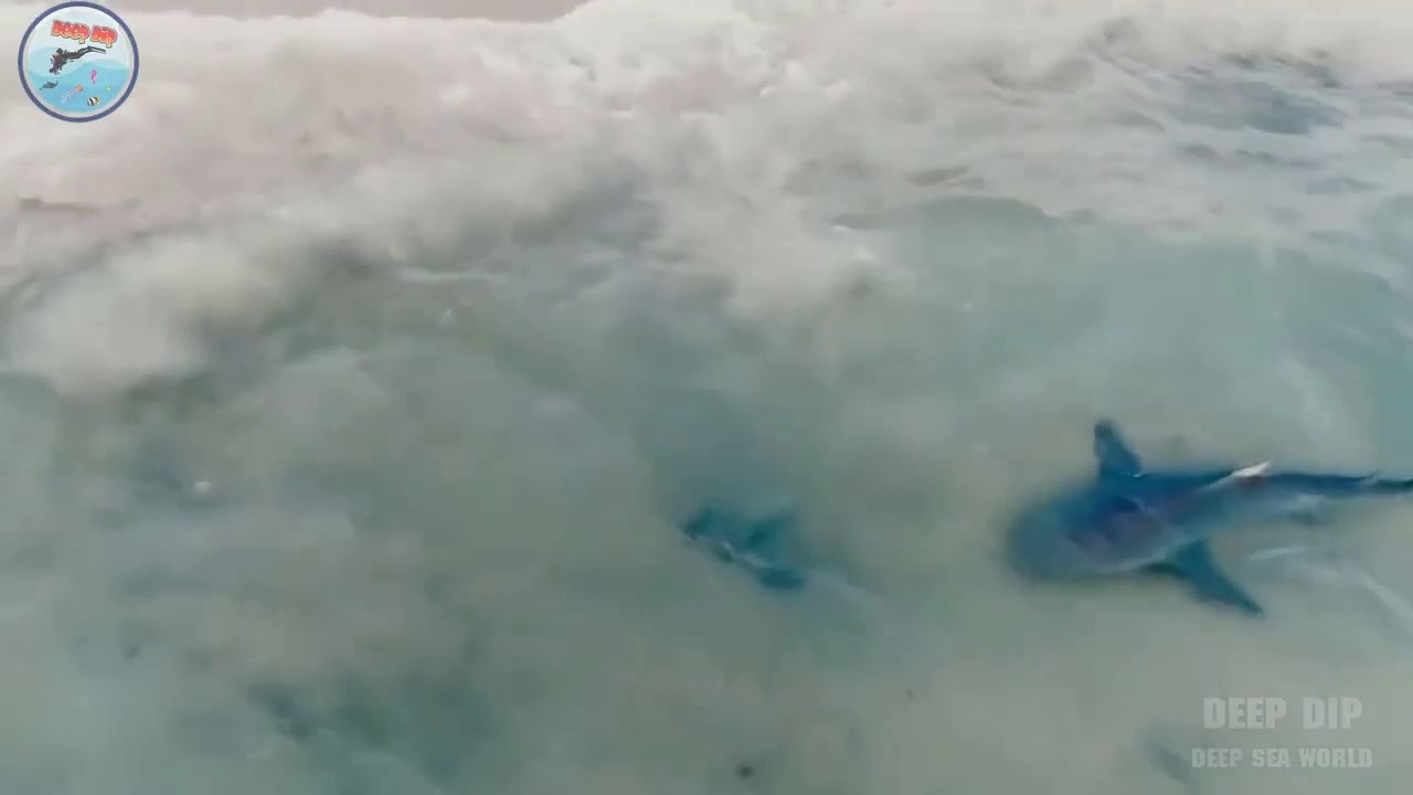 Bull Shark Facts & Body Parts | Bull Shark | Bull Shark Body Parts | #deepdip