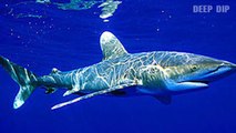 Oceanic Whitetip Shark Facts | Oceanic Whitetip Shark | Oceanic Whitetip Shark | #deepdip