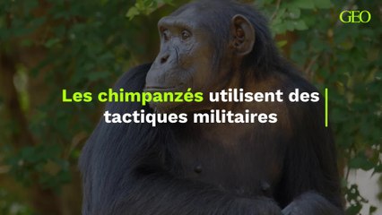 Les chimpanzés utilisent des tactiques militaires pour espionner et prendre l'avantage sur leurs rivaux