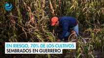 En riesgo, 70% de los cultivos sembrados en Guerrero