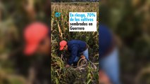 En riesgo, 70% de los cultivos sembrados en Guerrero