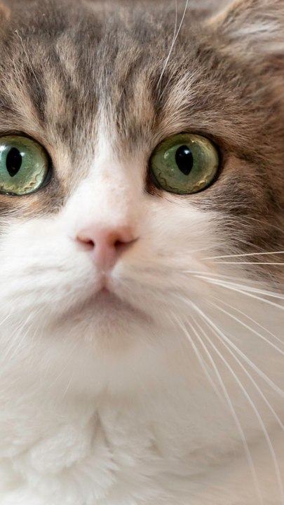 CAM - Comment connaître l'âge d'un chat ?