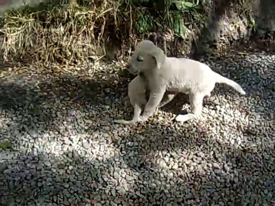 Köpek (Enik) Kavgası