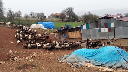 Koyun Kuzuya Karışır (Bağlarbaşı Köyü)