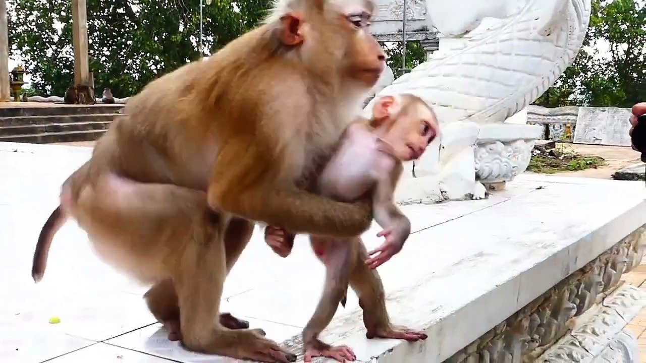 Ah heart breaking!, Molia kicks her tiniest baby Monaco under her chest, Monaco holds strictly