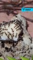 Une nouvelle présentation d’espèce de fourmis ! Les Camponotus Nicobarensis sont en plein repas et on va en profiter pour les observer et comprendre leur comportement !