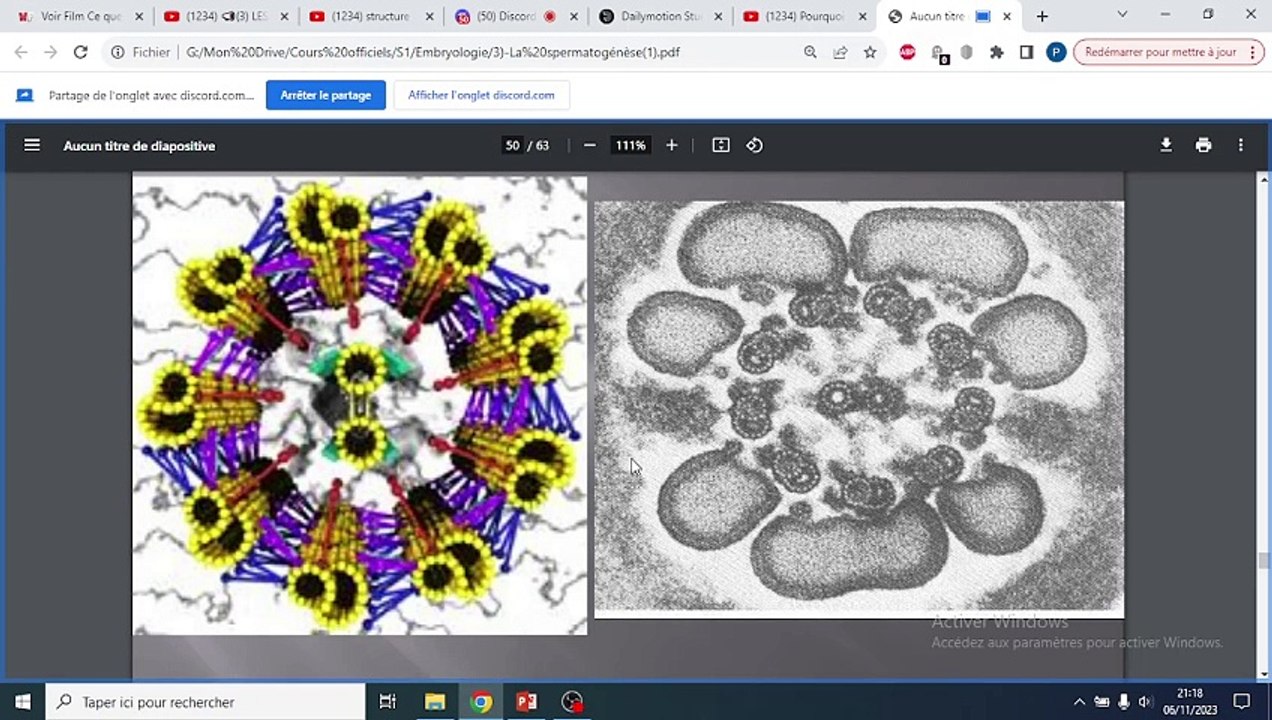 EMBRYOLOGIE : STRUCTURE DU Sp