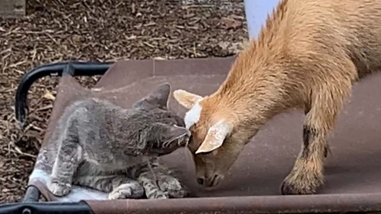Stray Kitten Walks Into A Farm And Decides To Move In With A Couple Of Twin Goats