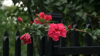 Northern Territory's family violence rates continue to increase