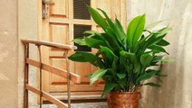 How to Grow and Care for Cast Iron Plant