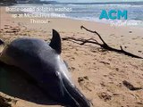 Dead bottle-nosed dolphin washes ashore at Thirroul | November 7, 2023 | Illawarra Mercury