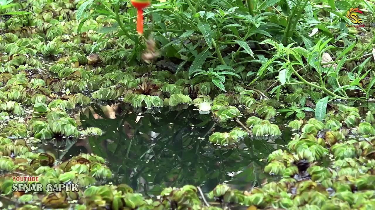 Rejeki pemancing rawa