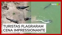 Jacarés lutam por sucuri gigante em lago no Pantanal