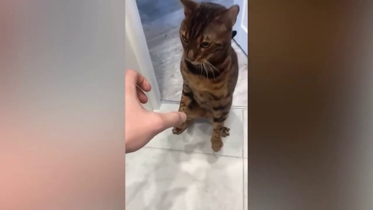 New Funny Animals Video 2023 _ Funniest Cats and Dogs Videos _ New Funny Video Of Cat And Dogs #272