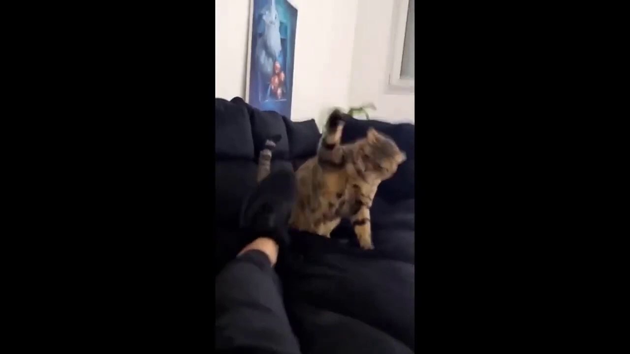 New Funny Animals Video 2023 _ Funniest Cats and Dogs Videos _ New Funny Video Of Cat And Dogs #273
