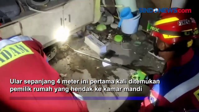 Masuk Rumah Warga, Ular Sanca Sepanjang 4 Meter Dievakuasi
