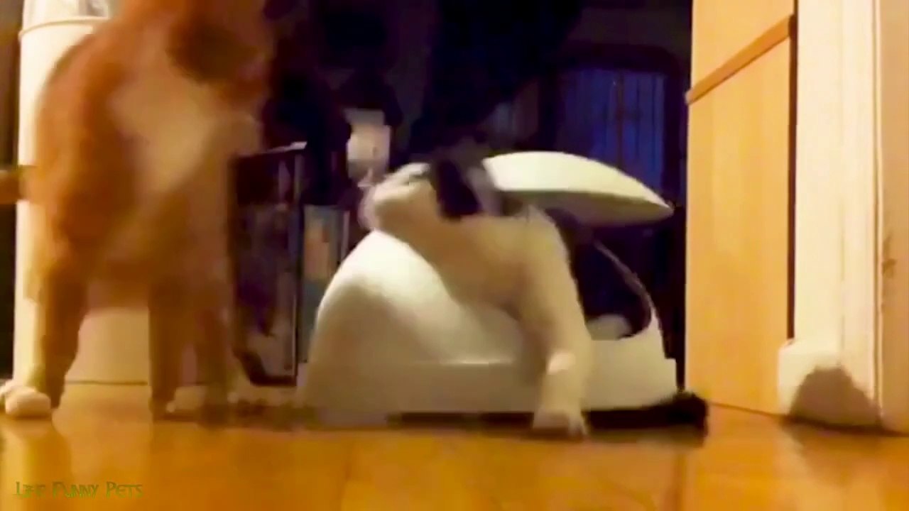 New Funny Animals Video 2023 _ Funniest Cats and Dogs Videos _ New Funny Video Of Cat And Dogs #274