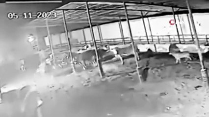 Aç kurtlar çiftliğe saldırdı 2 ineği yaraladı... O anlar kamerada