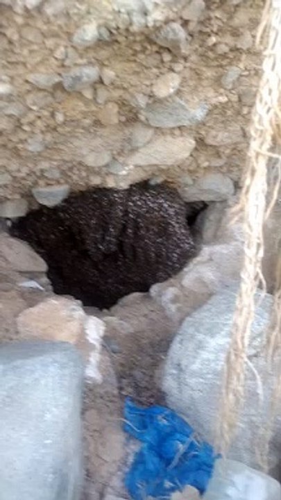 أول مره أشوف عسل بوطويق بهذا الحجم ما شاء الله خليه كبيره