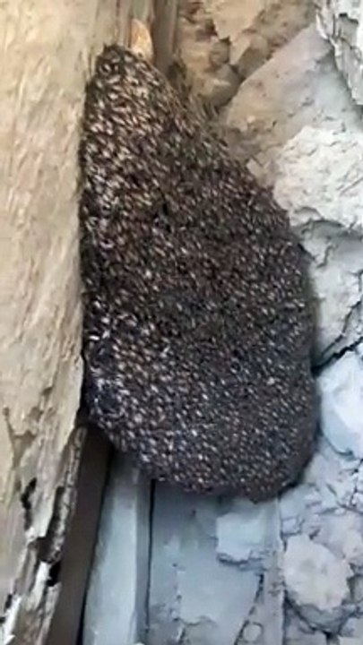 خليه جبل عسل بوطويق العسل الحر ما شاء الله