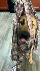 Kangal Chewed Through Shirt