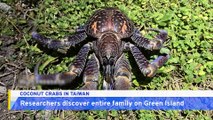Entire Family of Coconut Crabs Found on Green Island