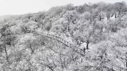 평창 발왕산·구룡령 등 강원 산간 눈...설경 연출 / YTN