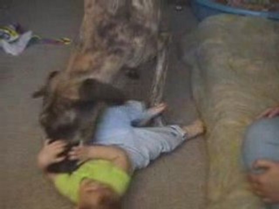 funny dogs