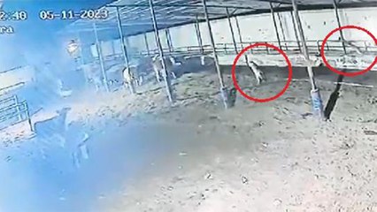 Çiftliğe giren kurt sürüsü, büyükbaşlara saldırdı: O anlar kamerada