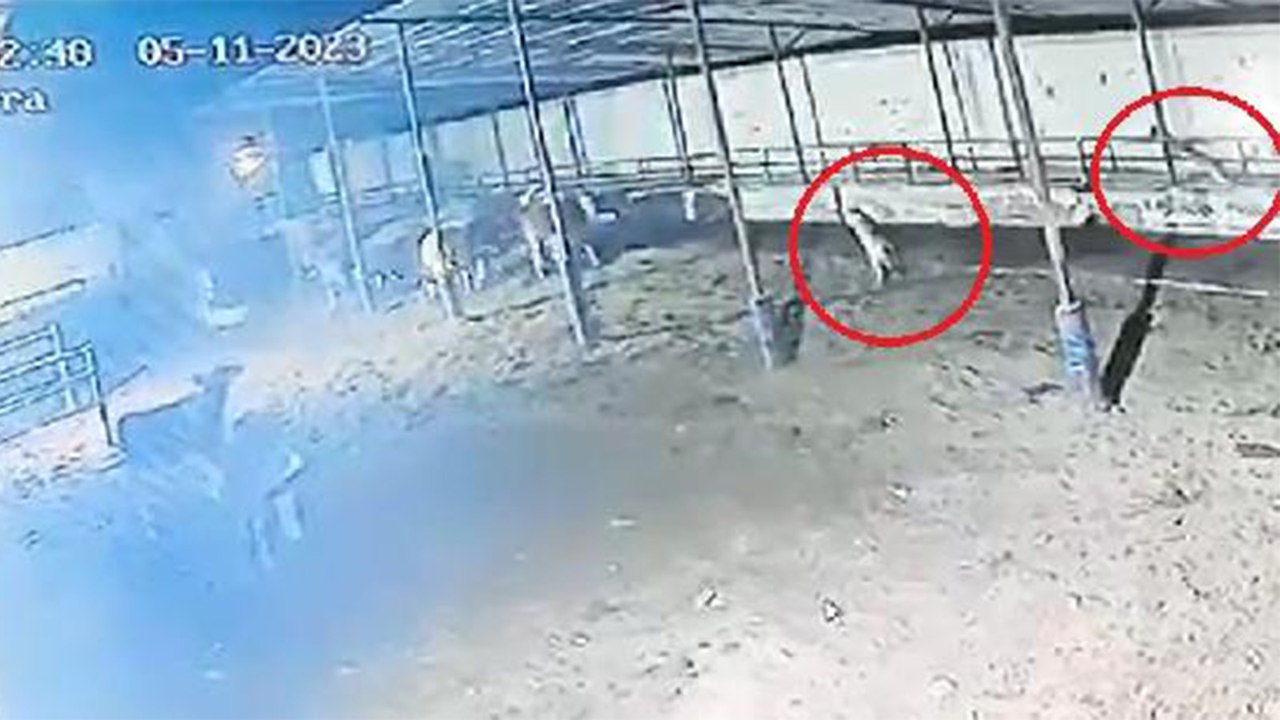 Çiftliğe giren kurt sürüsü, büyükbaşlara saldırdı: O anlar kamerada
