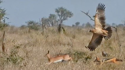 Eagle & 2 Jackals Hunt the Same Buck