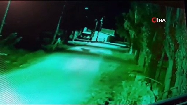 Mahalleye inen ayıyı köpekler böyle kovaladı