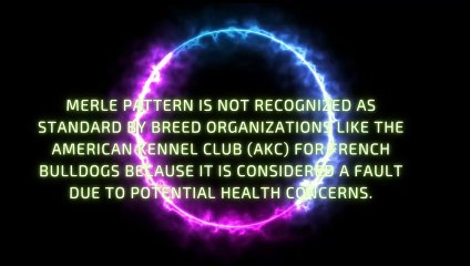 Merle French Bulldogs